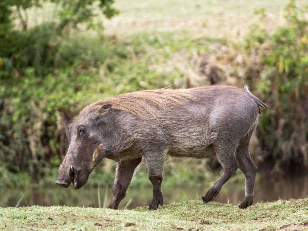 Tanzania, Lake Manyara NP Warthog walking